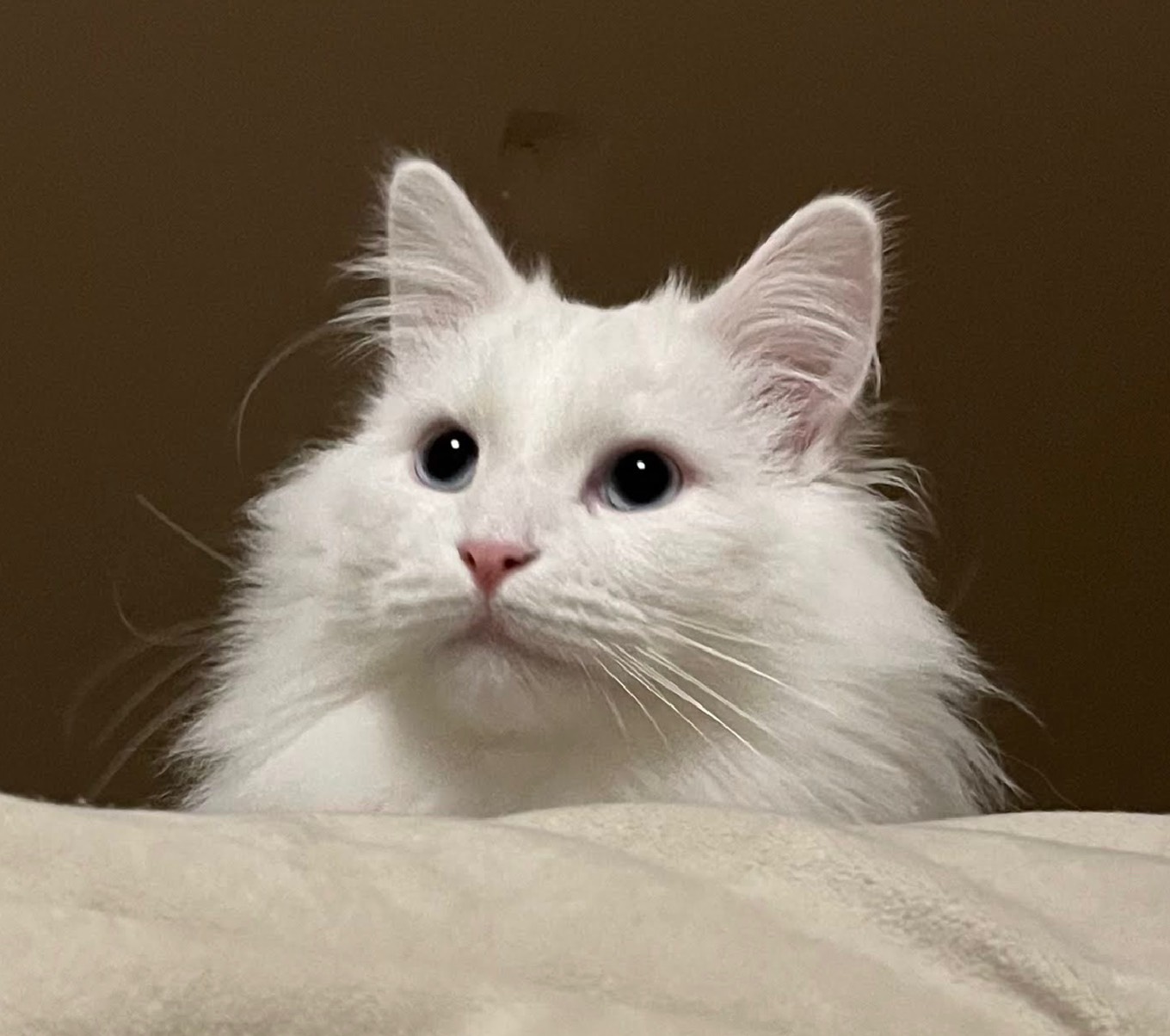 ズボラ主婦だら子